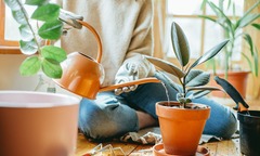 Cảnh báo những loại nước không nên tưới cho cây cảnh vào mùa đông
