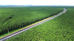 Mê mẩn rừng cao su xanh mướt ôm trọn cao tốc Dầu Giây - Phan Thiết
