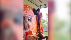 Nhà sư Ấn Độ nổi tiếng với mái tóc dài 4,57m