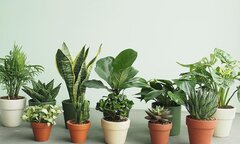 11 loại cây phong thủy tốt cho người mệnh Thổ