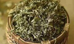 Vì sao lá ngải cứu phơi khô được ví như thần dược?