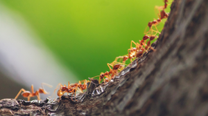 Kiến bò hàng đàn vào nhà là xấu hay tốt?