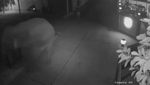 Đàn voi phá nát tường rào tìm kiếm thức ăn ở Thái Lan