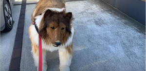 Người đàn ông chi 15.000 USD để được ra đường dưới hình dạng chó cưng