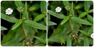 Tác dụng của cây cỏ mực và cách sử dụng