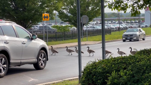 Dàn ô tô dừng bước nhường đường cho đàn ngỗng băng qua