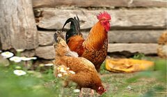 Thịt gà trống hay thịt gà mái ngon hơn?