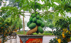 Có nên trồng cây đu đủ trước cửa nhà?