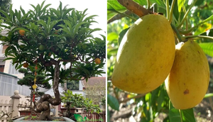 Có nên trồng cây trứng gà trước nhà?