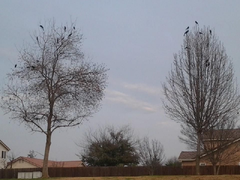 Câu đố kiểm tra IQ: Có bao nhiêu con chim trên cây?