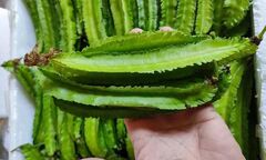 Quả đậu rồng ví như 'vàng xanh' được thế giới săn lùng, ăn vào nhận vô vàn lợi ích