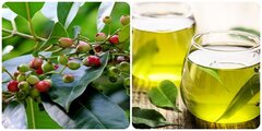 Uống nước vối thay nước lọc được không?