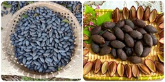 Quả trám bắt đầu vào mùa, không những ngon miệng mà còn là vị thuốc quý