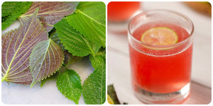 Uống nước tía tô thay nước lọc được không?