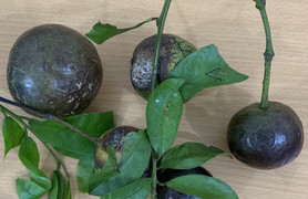 Hái quả hồng trâu ăn khi đi cắt cỏ, một trẻ tử vong, 10 bé cấp cứu