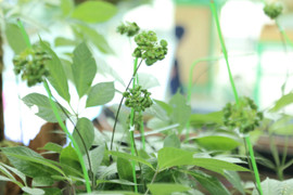 Dạo bước ở phiên chợ bạc tỷ, choáng ngợp trước cây sâm 700 triệu đồng