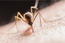 Bị muỗi đốt khi đến nhà bà ngoại chơi, thiếu niên 14 tuổi qua đời