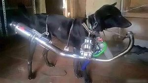 Xe máy có động cơ chạy bằng cơm và tiếng còi gâu gâu