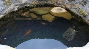 Đào giếng xong người xưa thường thả rùa vào, biết được lý do ai cũng khâm phục