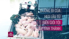 Vạch trần thủ đoạn 'biến hóa' heo lậu thành heo nội địa, ồ ạt nhập vào Việt Nam 