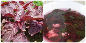 6 công dụng tuyệt vời của rau dền đối với sức khỏe