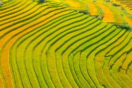 Ngỡ ngàng trước vẻ đẹp tựa tranh vẽ của ruộng bậc thang Sa Pa