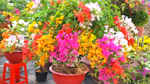 Làm sao để hoa giấy nở nhiều? 