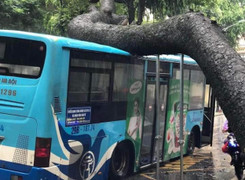 Hà Nội: Cây xà cừ bật gốc, đè trúng xe buýt