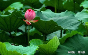 Một nắm lá sen khô là liều thuốc chữa bách bệnh, không khác gì có báu vật trong tay