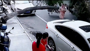 Cây xanh bật gốc, 2 mẹ con thoát chết trong gang tấc