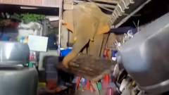 Voi rừng xông vào bếp lục lọi tìm thức ăn