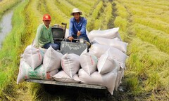Thủ tướng chỉ đạo xử lý nghiêm các trường hợp đầu cơ, đẩy giá lúa gạo