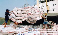 Giá gạo xuất khẩu ở mức đỉnh của 15 năm