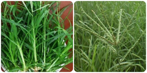 Cỏ mần trầu có tốt không?