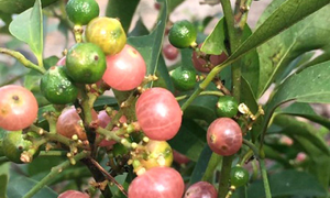 Không nhiều người biết đây là cây gì, còn bạn?