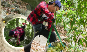 Diễn viên Huy Khánh trượt ngã khi lên núi hái xoài mưu sinh