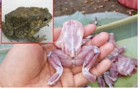 Thịt cóc có thực sự tốt như lời đồn không?