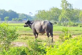 Bắn hạ con trâu 200 kg húc chết chủ