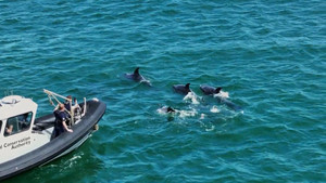 Khoảnh khắc tuyệt vời cá heo theo thuyền ra khơi