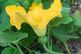 Giá trị dinh dưỡng của hoa bí ngô không phải ai cũng biết