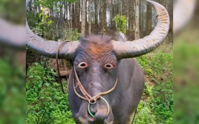 Cười rớt hàm khi trâu cất tiếng hát