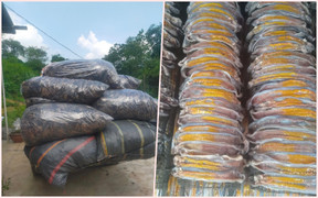 Thảm họa kích điện giun đất tàn phá vườn tược: Chiêu trò ‘đánh nhanh, thu gọn’ của đầu nậu 