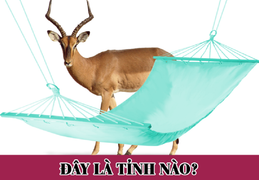 Người thông minh cũng phải đau đầu mới đoán được tên tỉnh này