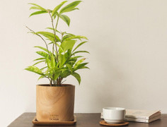 Người mệnh nào nên trồng cây trúc nhật?