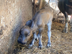 Hy hữu: Chú nghé có 2 miệng, 2 mũi ở Quảng Nam