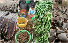 Trước giun đất, thương lái Trung Quốc thu gom kỳ lạ, tạo cơn sốt ảo ở Việt Nam thế nào?