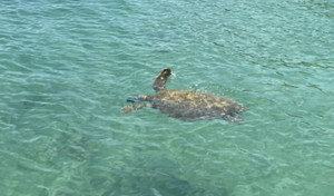 Rùa biển quý hiếm xuất hiện tại vùng biển Cô Tô