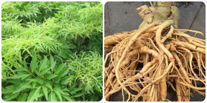 Tác hại của cây đinh lăng và những người không nên uống nước đinh lăng