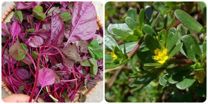 Phát hiện 2 loại rau sống thọ mọc đầy ở Việt Nam nhưng ít người biết