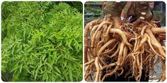 Bộ phận nào của cây đinh lăng tốt nhất?